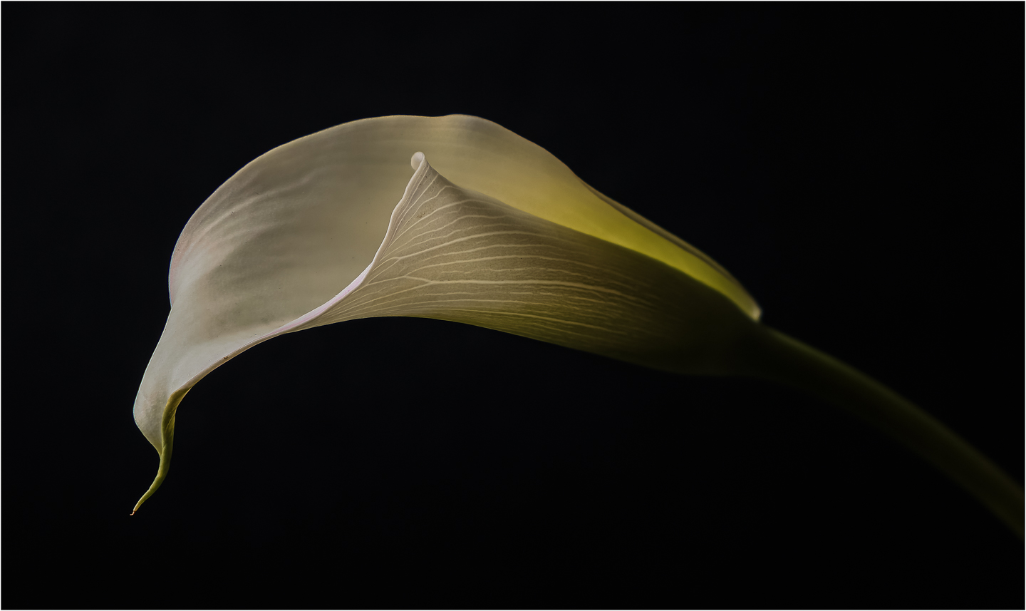 2nd PrizeOpen Color In Class 3 By Paul Sylvia For Calla Lily In Window Light DEC-2023.jpg